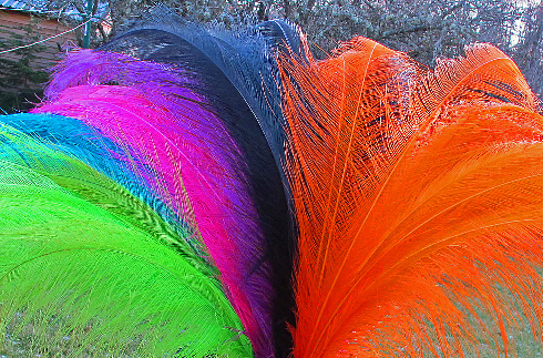 Whole Rhea Feathers
