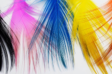 Signature Pheasant Rump Feathers