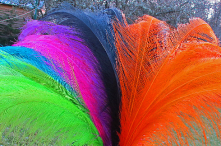 Whole Rhea Feathers